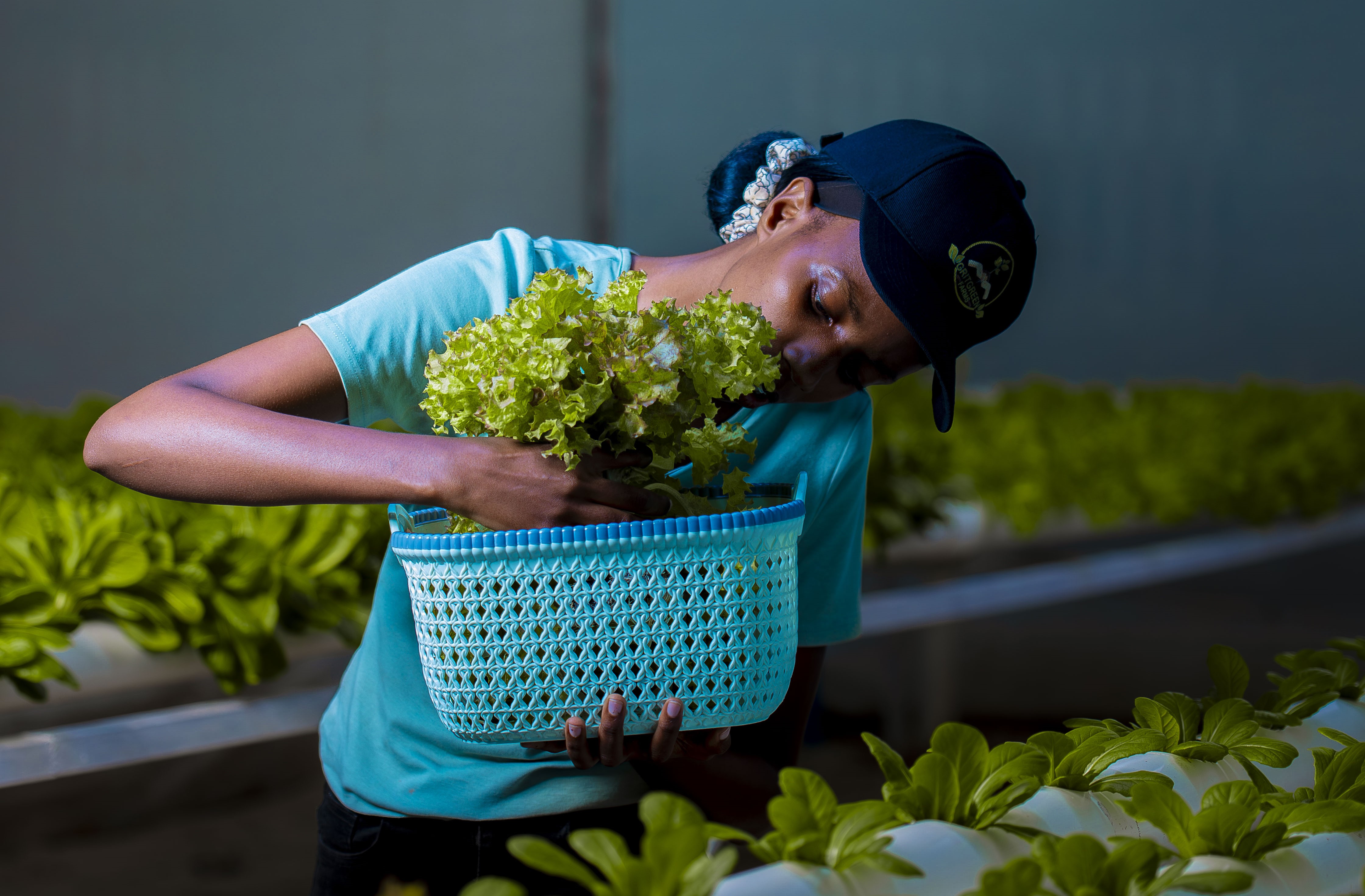 GritGreen team member harvesting fresh hydroponic lettuce