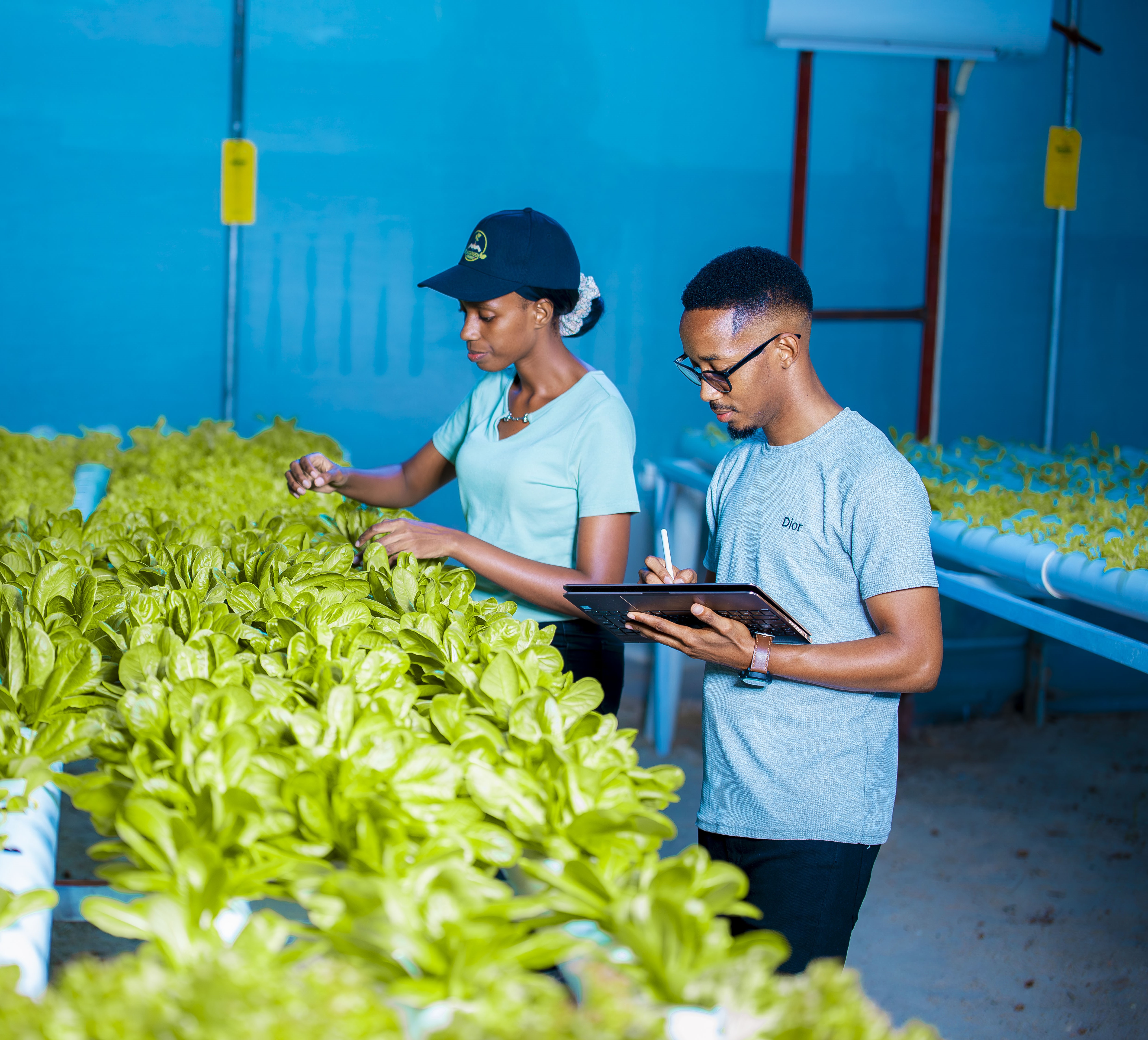 GritGreen team members inspecting crops inside the greenhouse