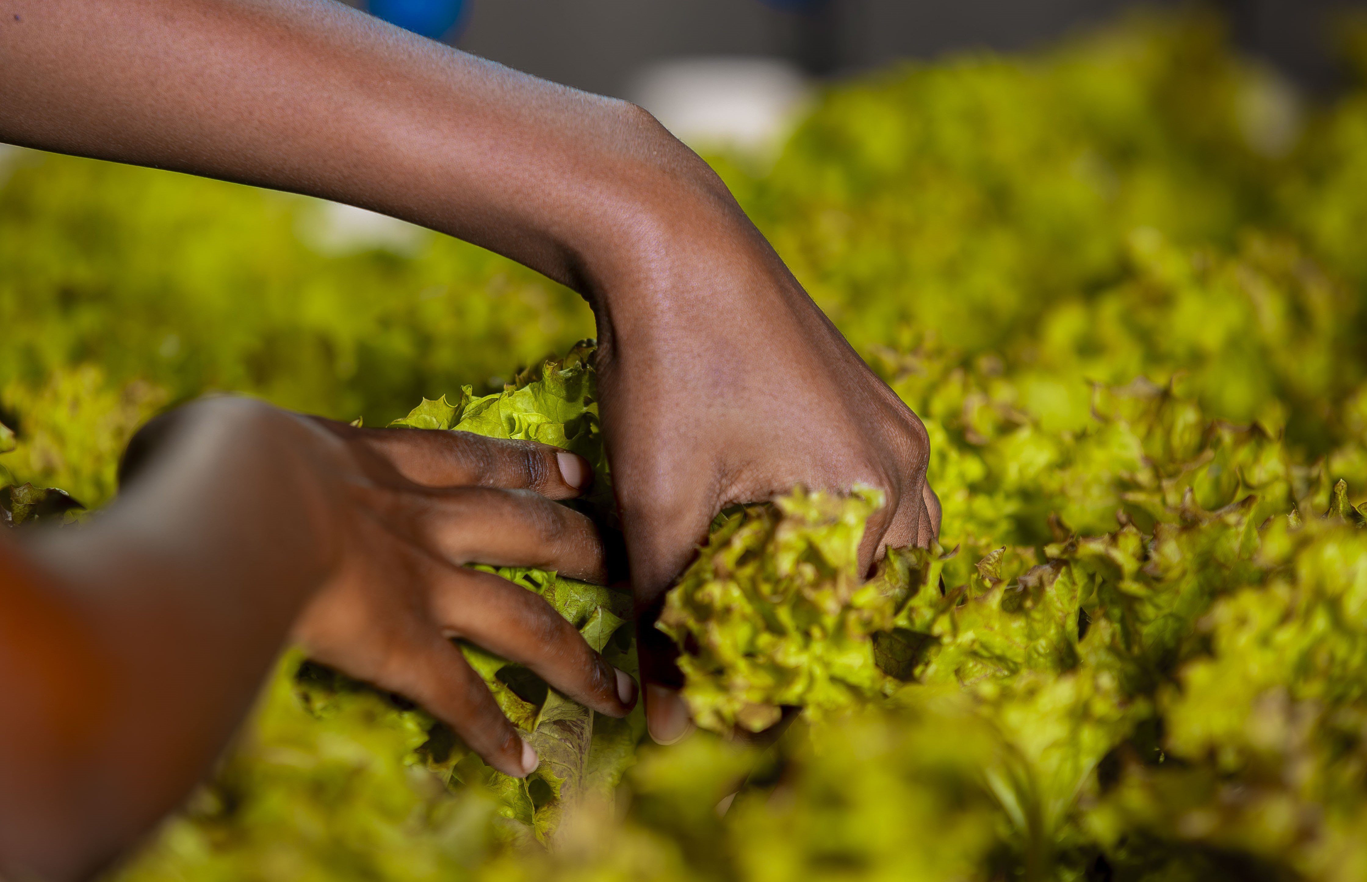 Hands harvesting fresh hydroponic lettuce